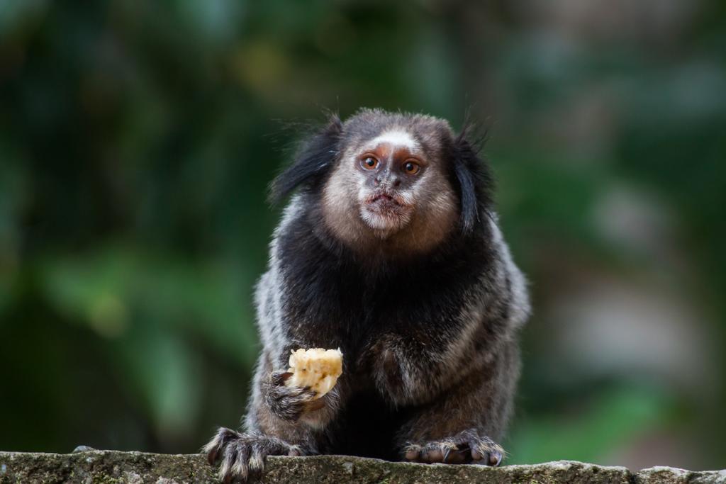 Отель Pousada Espaco Do Sagui - Taipu De Fora Барра-Гранди Экстерьер фото